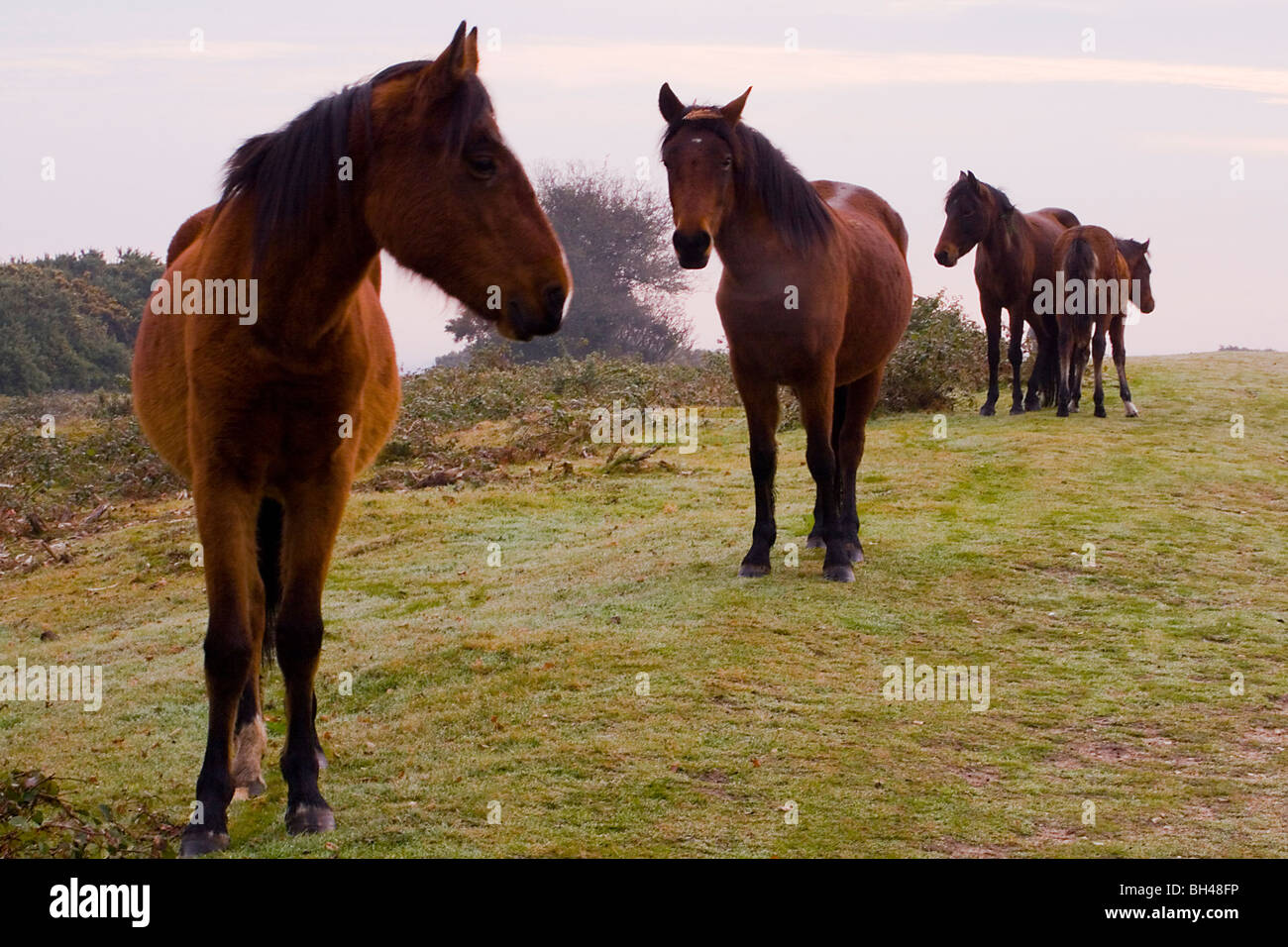 Auf dem Moor im frühen Morgennebel im New Forest Ponys. Stockfoto