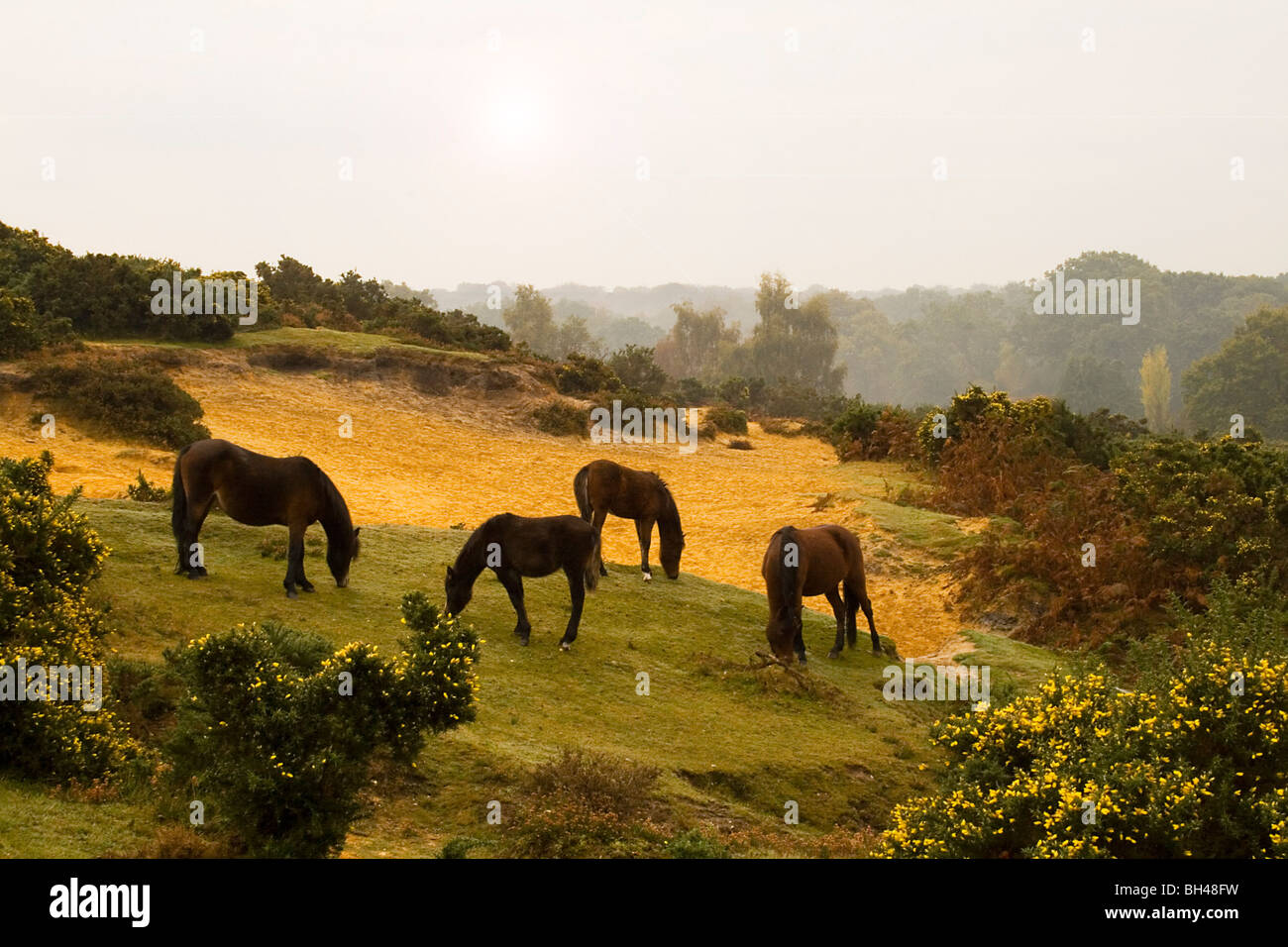 Auf dem Moor im frühen Morgennebel im New Forest Ponys. Stockfoto