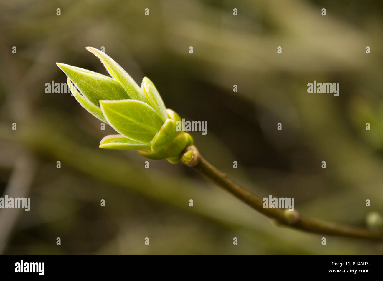 Baum Flieder (Syringa Vulgaris) brechen Knospen im Frühling. Stockfoto