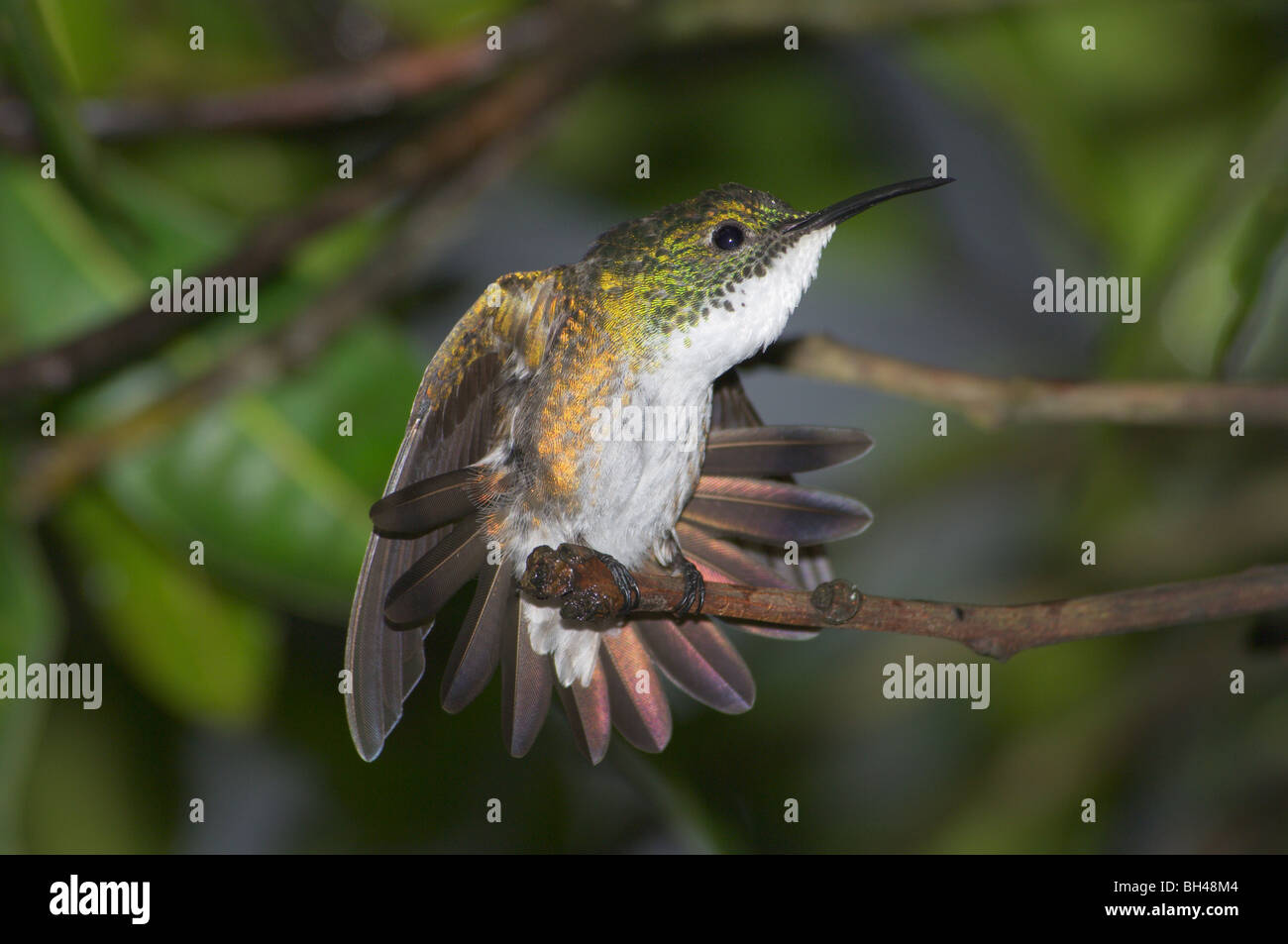 White-chested Smaragd Kolibri (Amazilia Chionopectus) putzen. Stockfoto