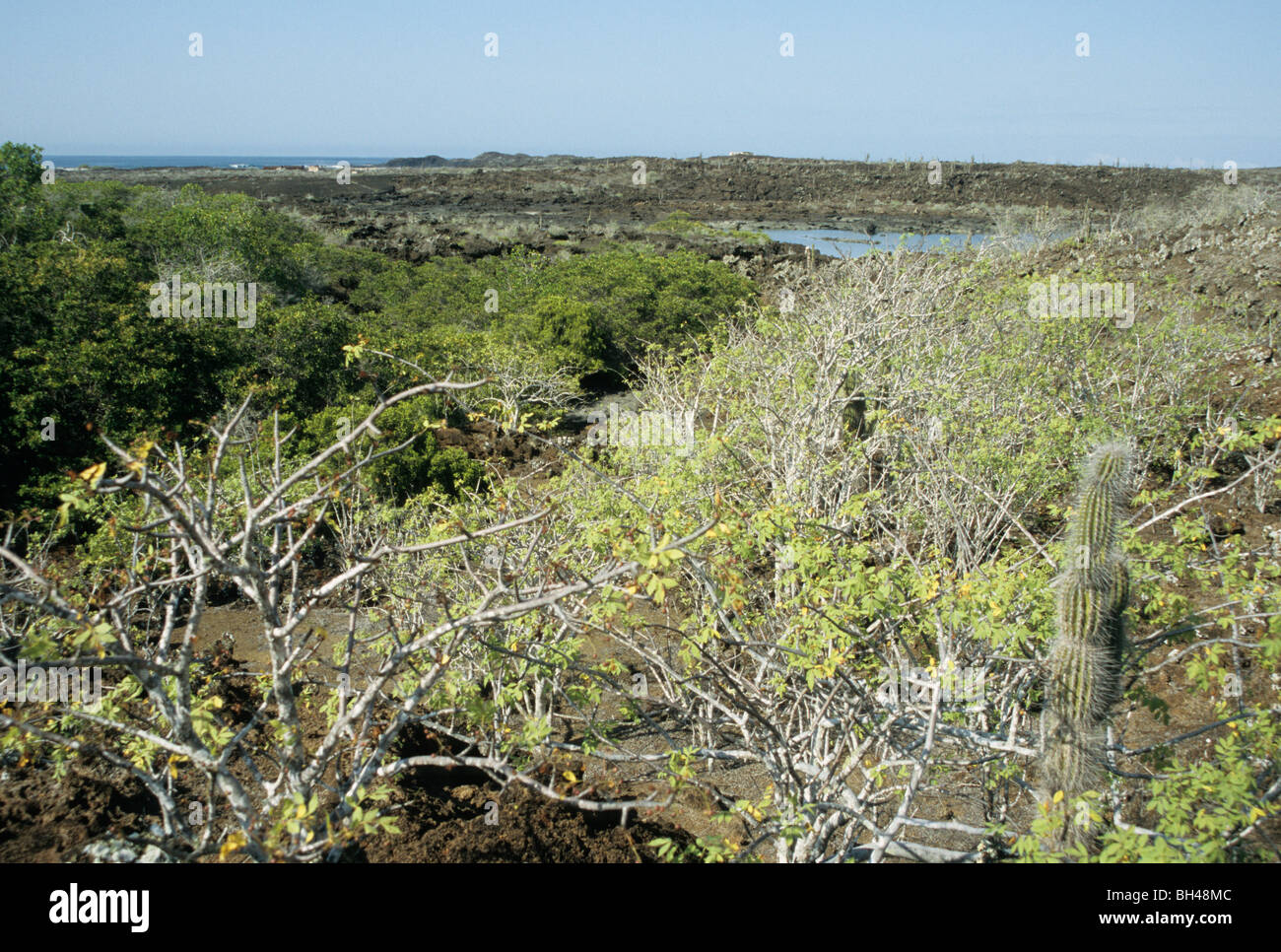 Landschaft mit Mangroven und einem Kaktus, Punta Albemarle, Isabela, Galapagos Stockfoto