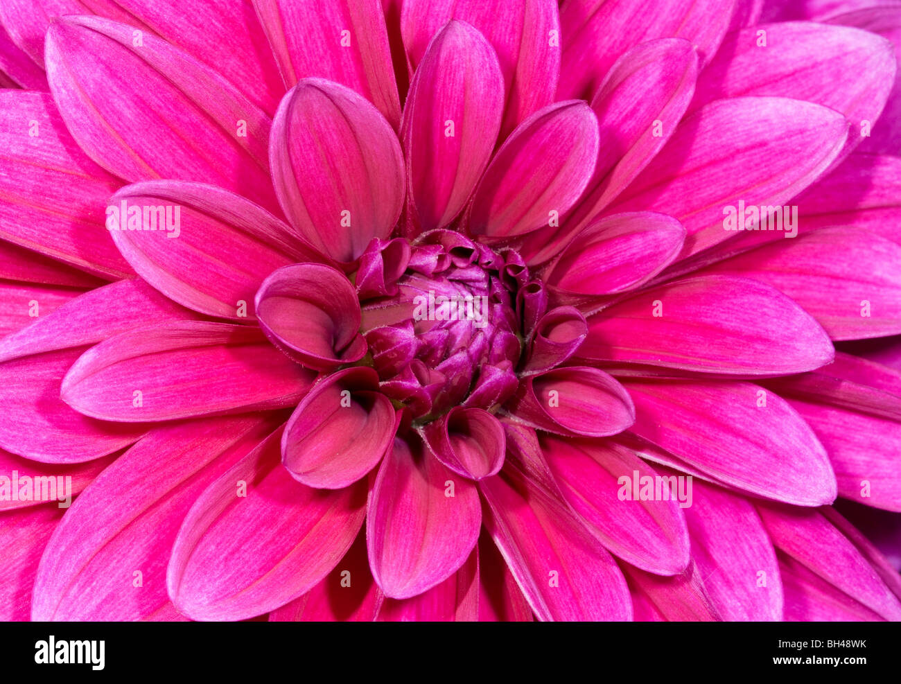 Rosa Dahlie im Garten. Abstraktes Bild des Zentrums von Blume hautnah. Stockfoto