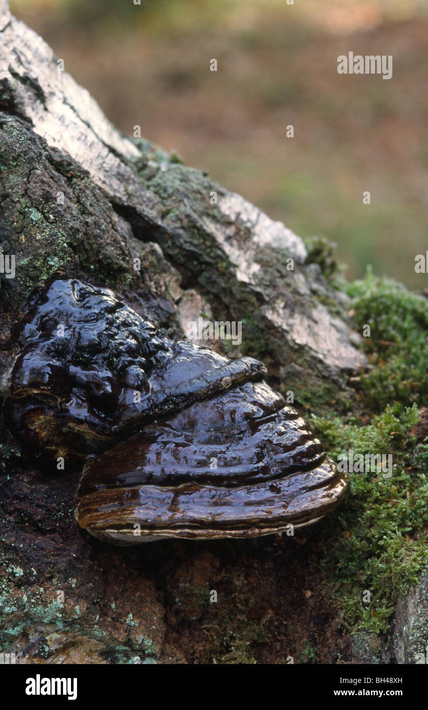 HUF Pilz (Zündstoff Fomentarius). Eine neugierige, glänzende HUF-förmigen Pilze wachsen auf einem faulenden Baumstumpf im Wald Norfolk. Stockfoto