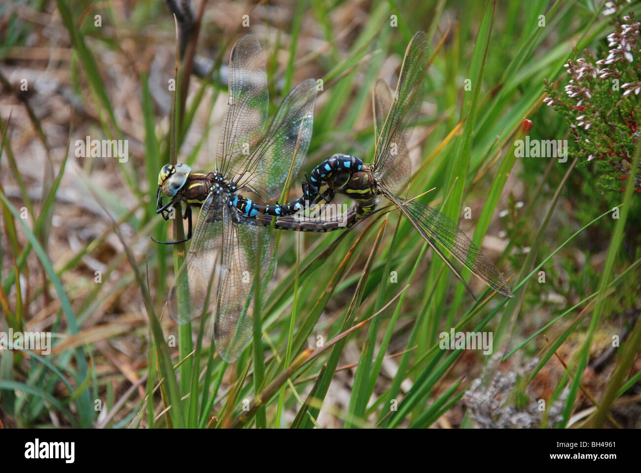 Kaiser Libellen (Anax Imperator) Paarung in der Vegetation. Stockfoto