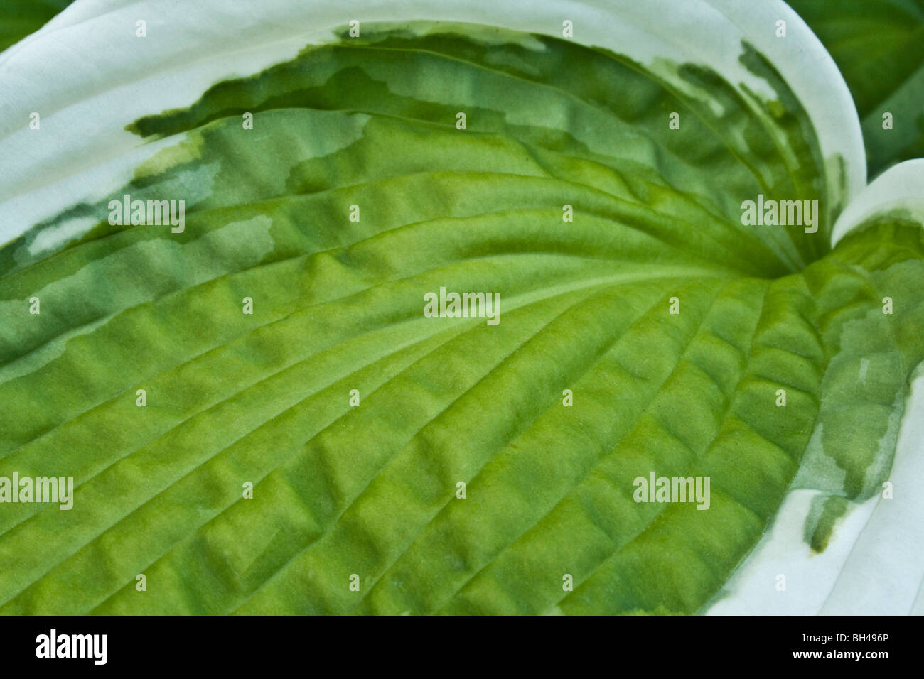 Blatt einer Hosta Patriot oder drückt die Lilie im Sommer. Stockfoto