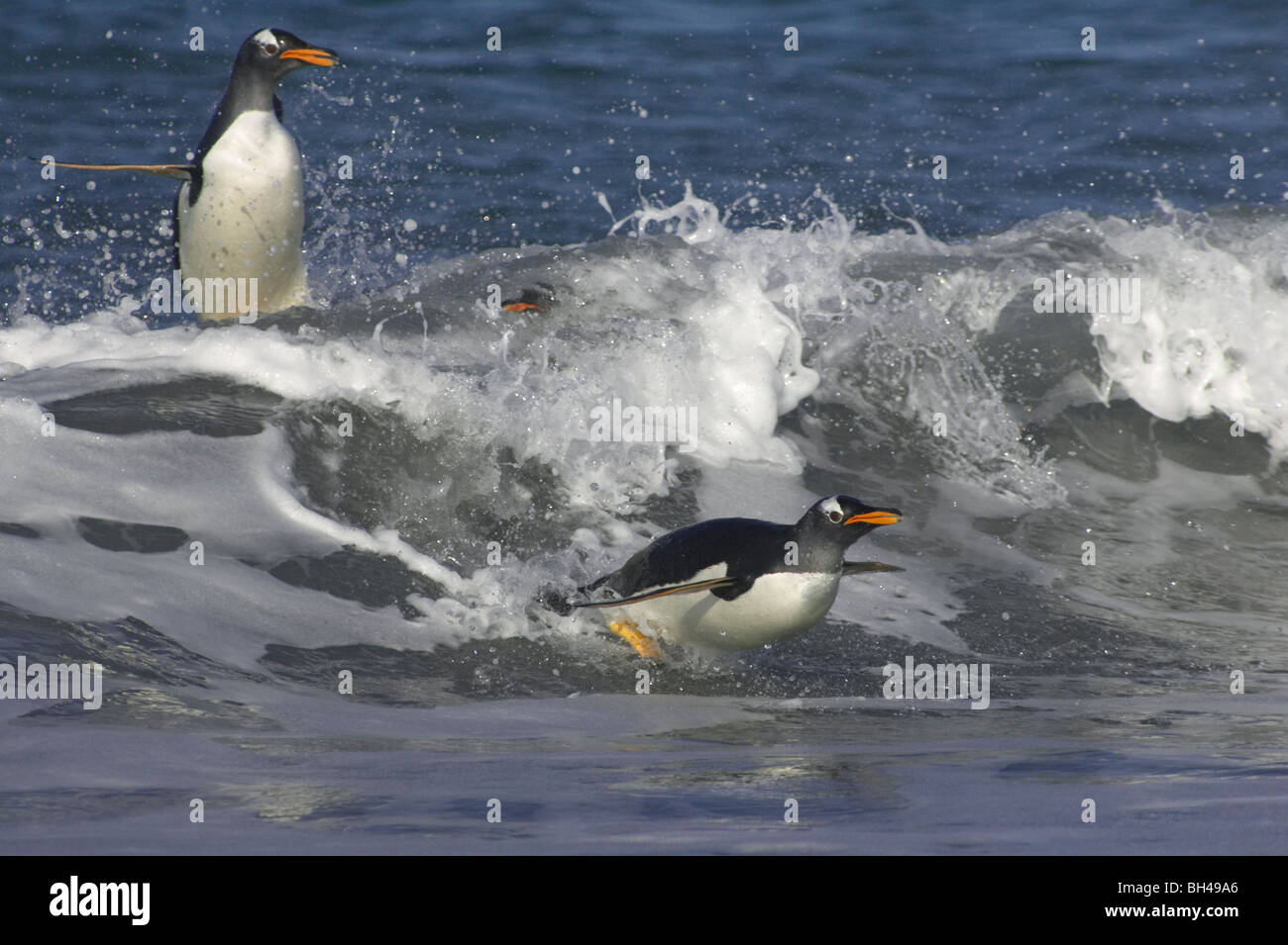 Gentoo Penguins (Pygoscelis Papua) aus dem Meer springen, wenn am Sea Lion Insel an Land kommen. Stockfoto