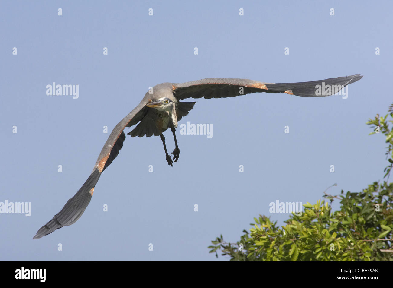 Great Blue Heron (Ardea Herodias) während des Fluges an Venedig Rookery. Stockfoto
