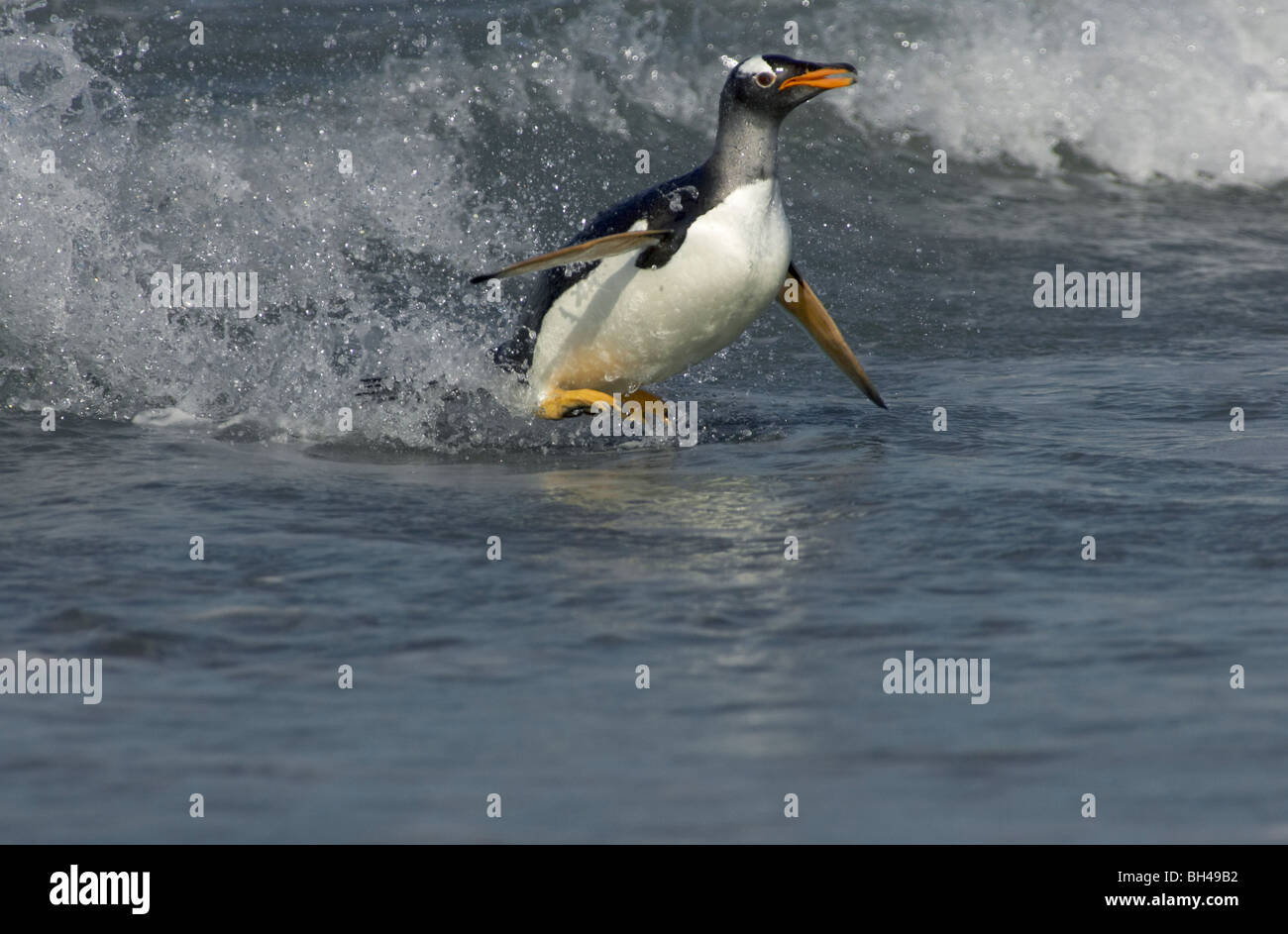 Gentoo Penguin (Pygoscelis Papua) surfen, wenn am Sea Lion Insel an Land kommen. Stockfoto