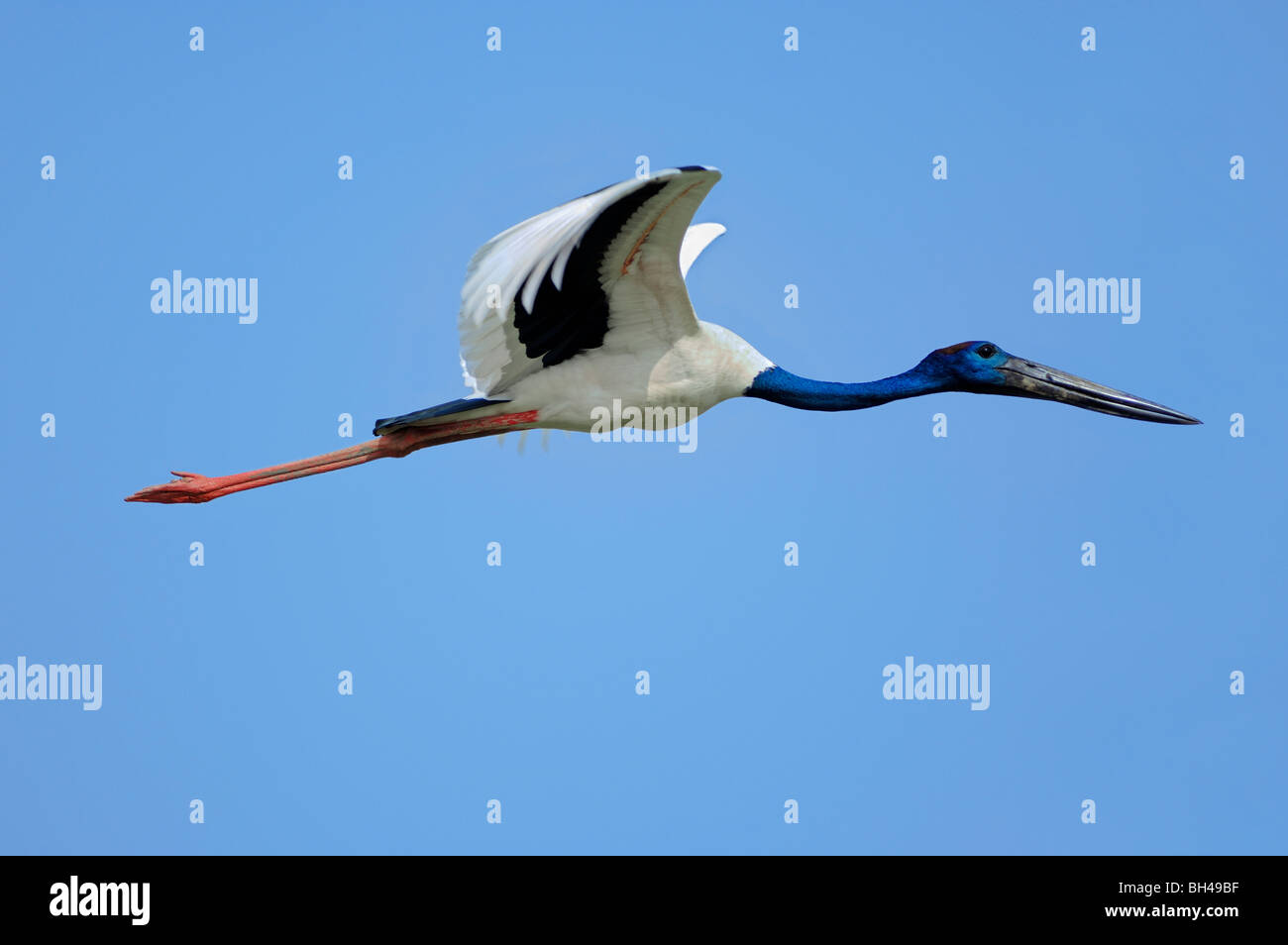 Schwarz-necked Storch Stockfoto