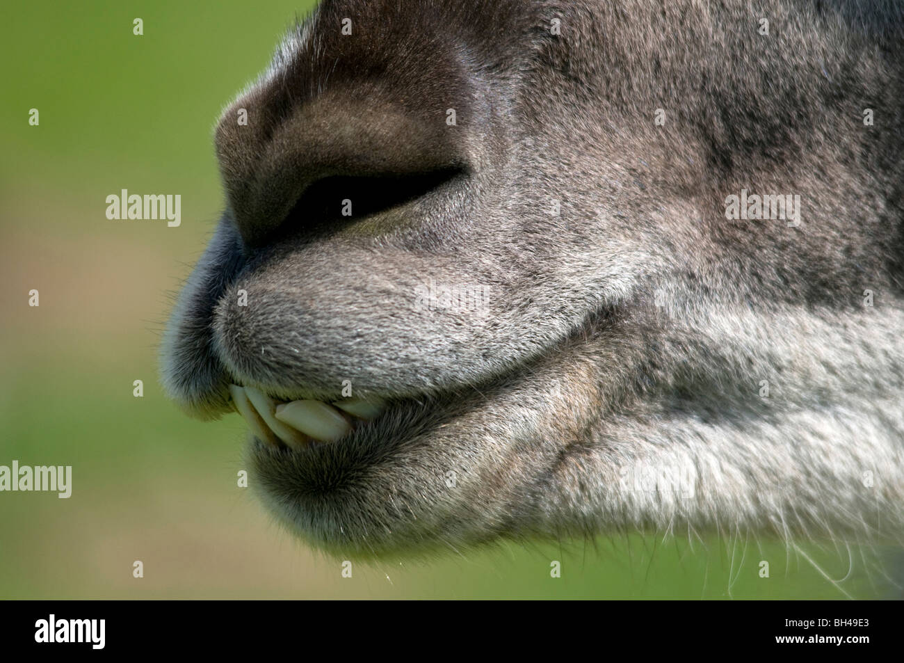 Lama, Nahaufnahme von Nase und Zähne, lange Sutton Schmetterling und Wildpark. Stockfoto