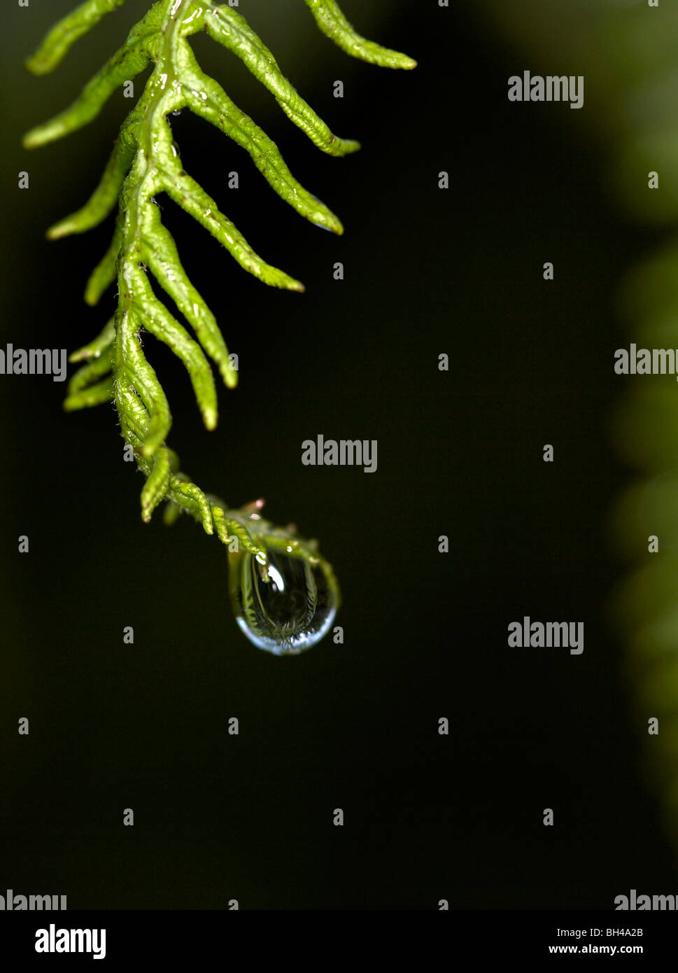 Wassertropfen auf Adlerfarn Farn (Pteridium Aqualinum). Stockfoto