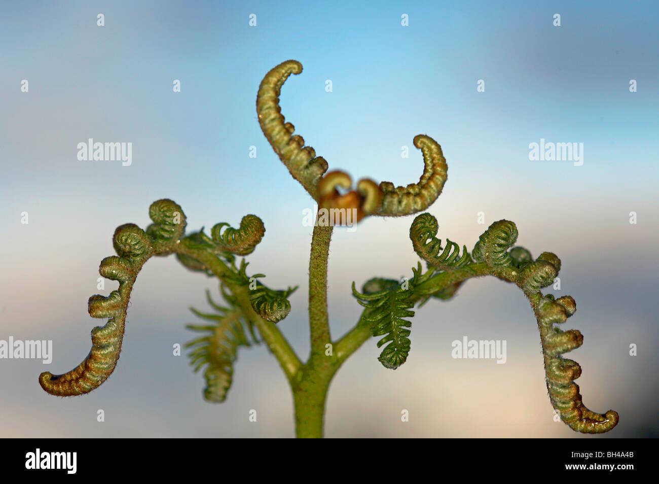 Nahaufnahme der Adlerfarn Farn (Pteridium Aqualinum) Stockfoto