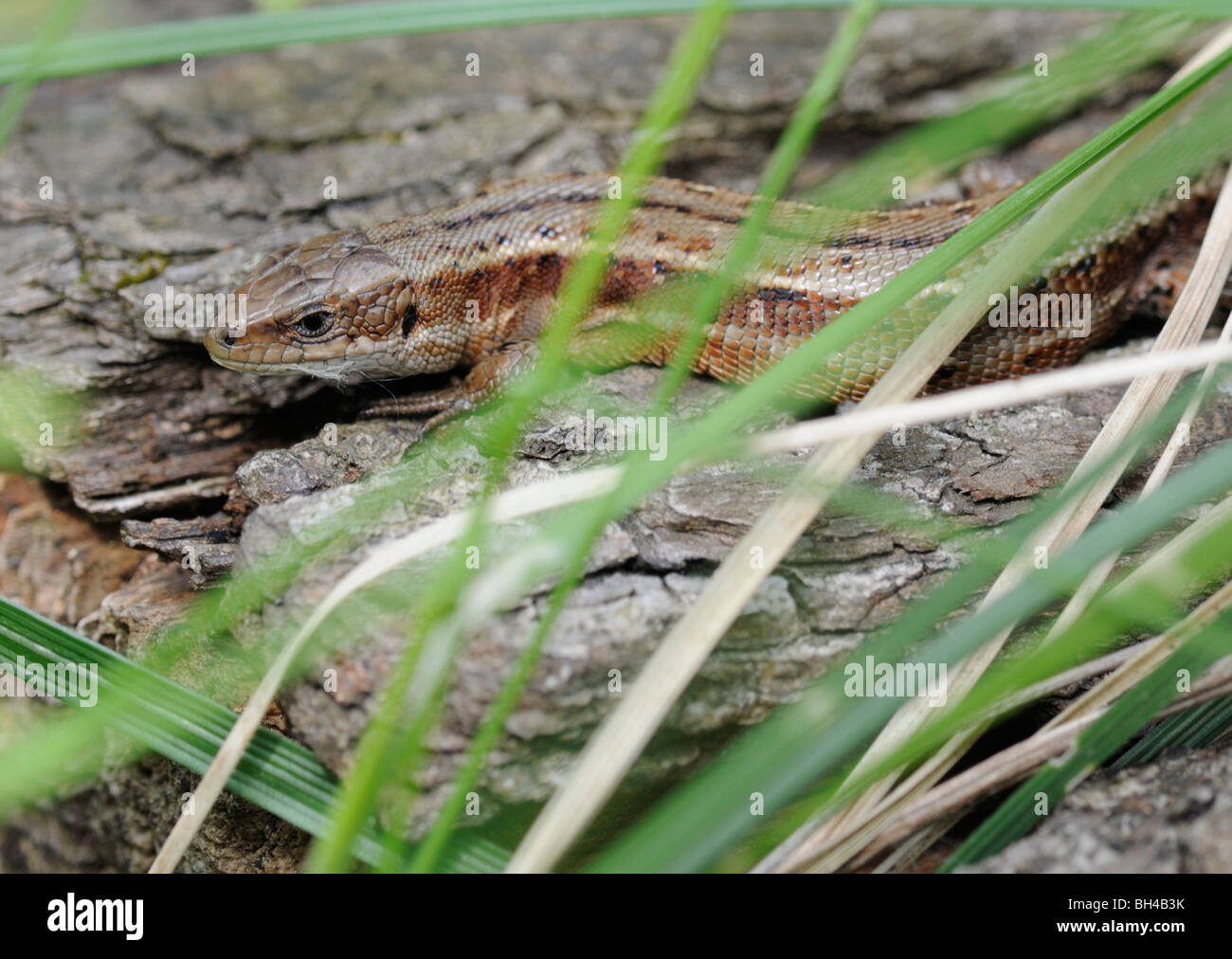 Gemeinen Eidechse (Lacerta Vivipara) sonnen sich auf Log. Stockfoto