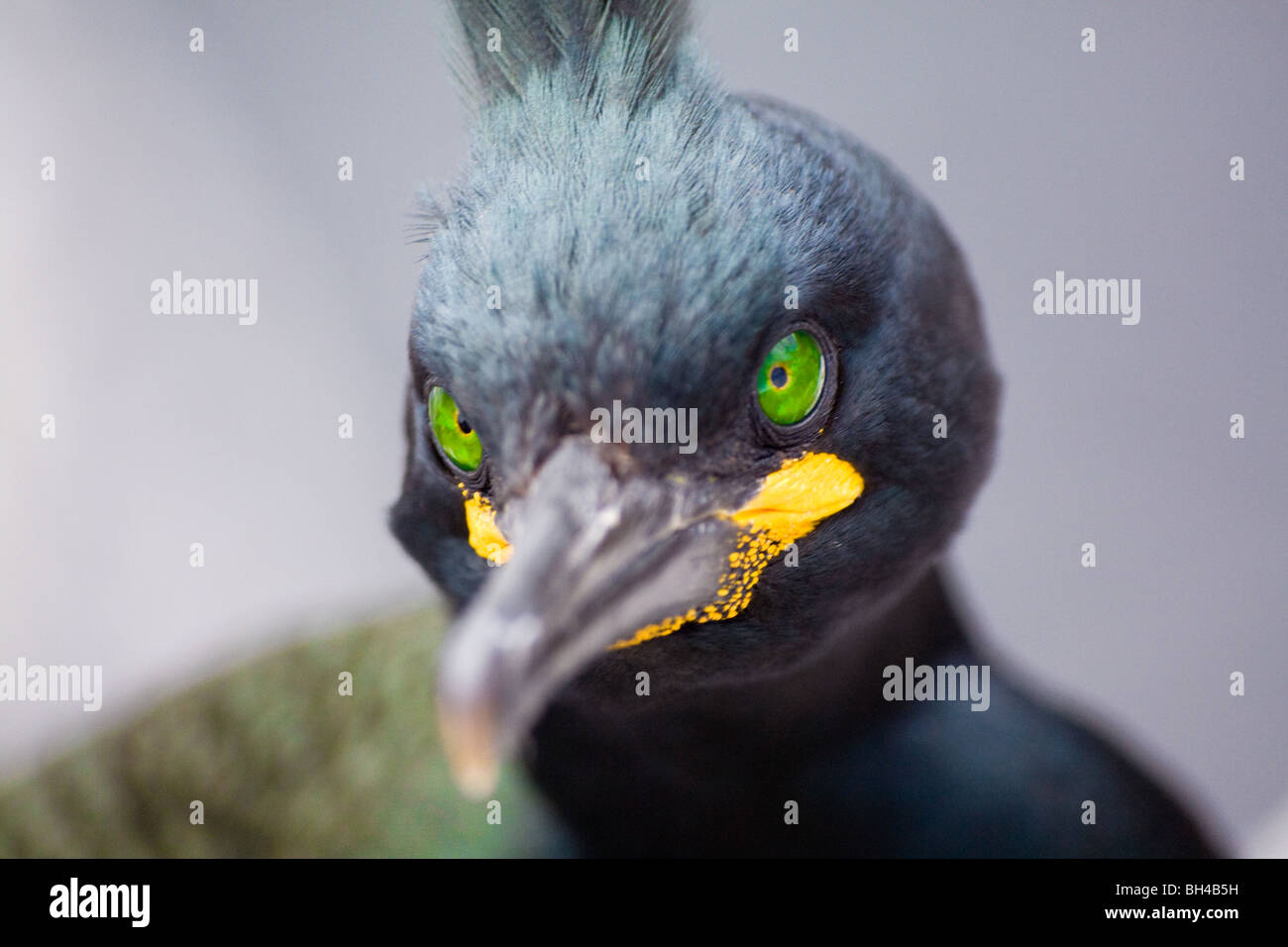 Northumberland Shags Vögel England Farne Islands Stockfoto