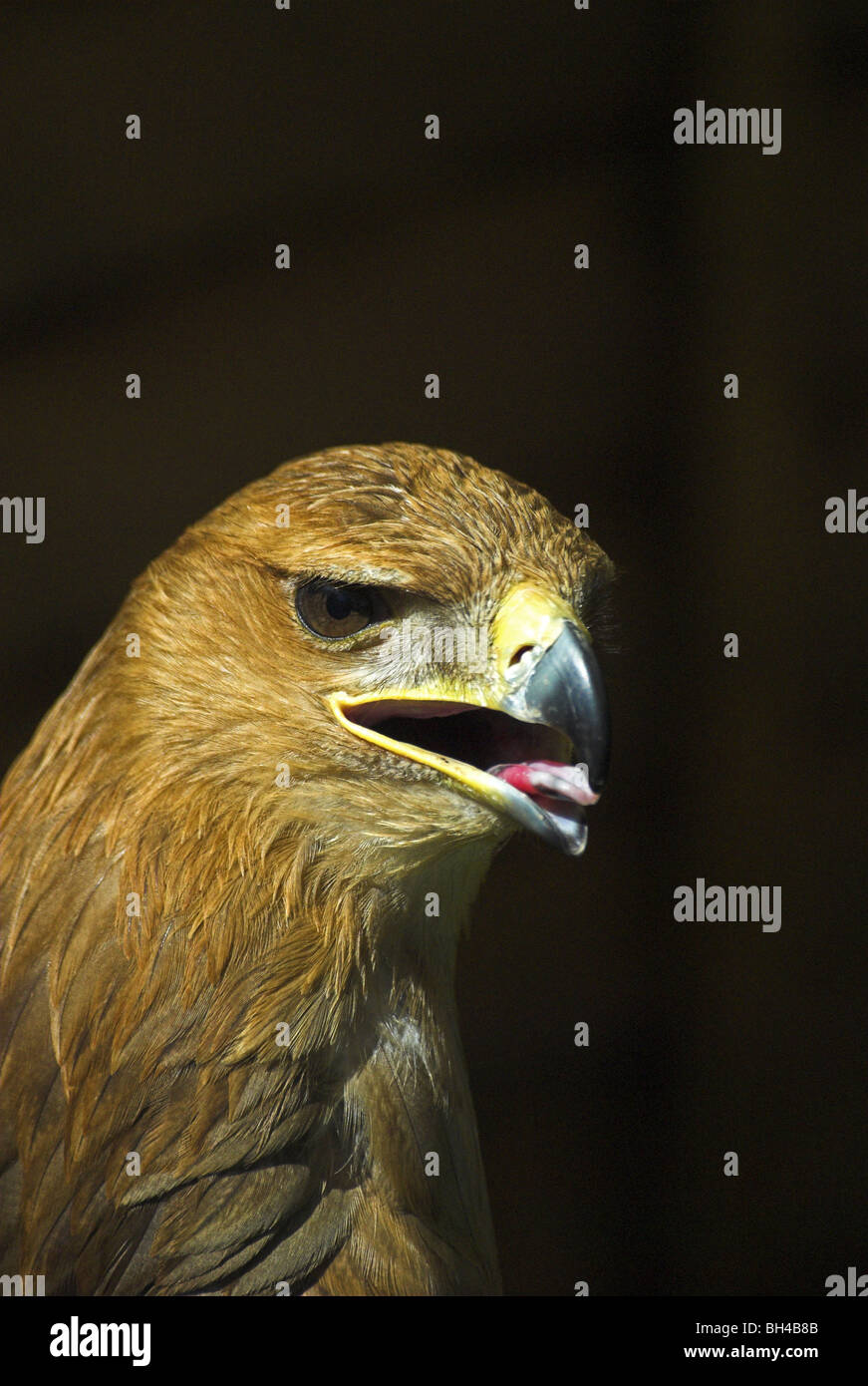 Tawny Adler (Aquila Rapax) bei der CLA Game fair. Stockfoto