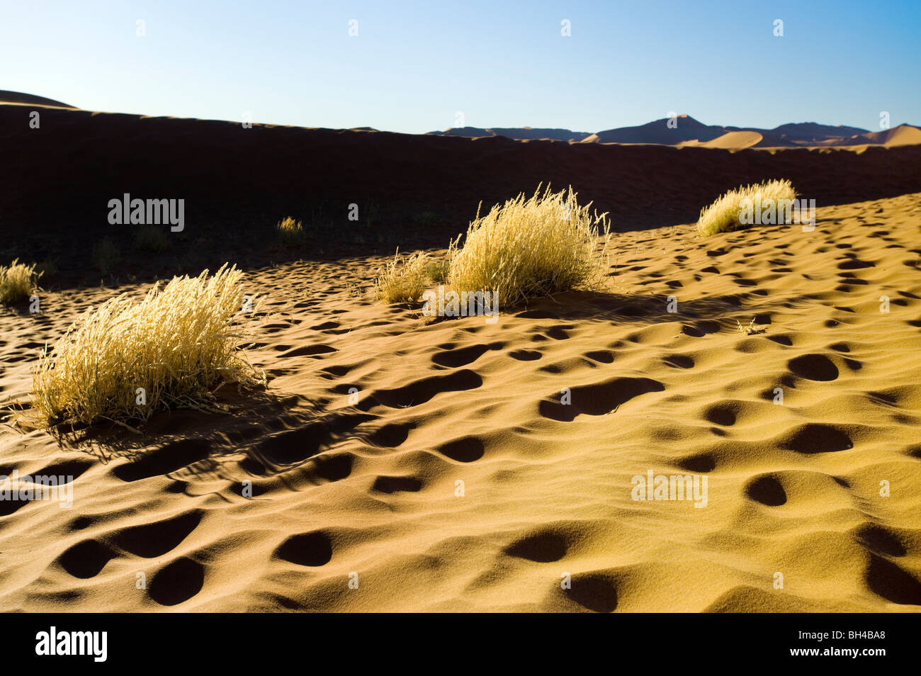 NAMIBIA-Namib-Wüste Deadvlei SOSSUSVLEI Dünen Sand Licht am frühen Morgen Ambiente Atmoshere Stimmung Dünen gelb rot orange Sand du Stockfoto