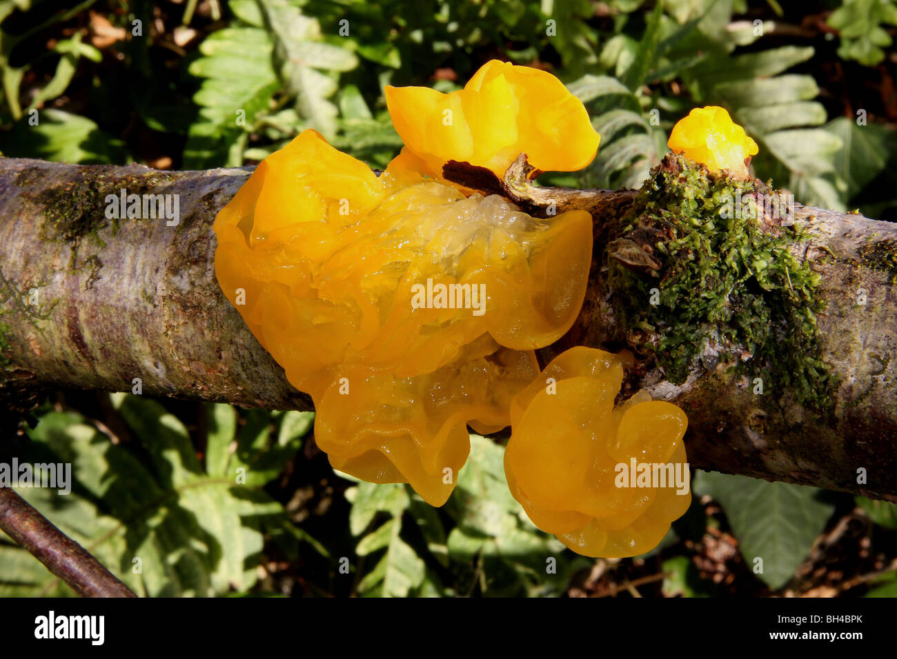 Gelbe Gehirn Pilz (Tremella Mesenterica) auf einem Toten Ast. Stockfoto