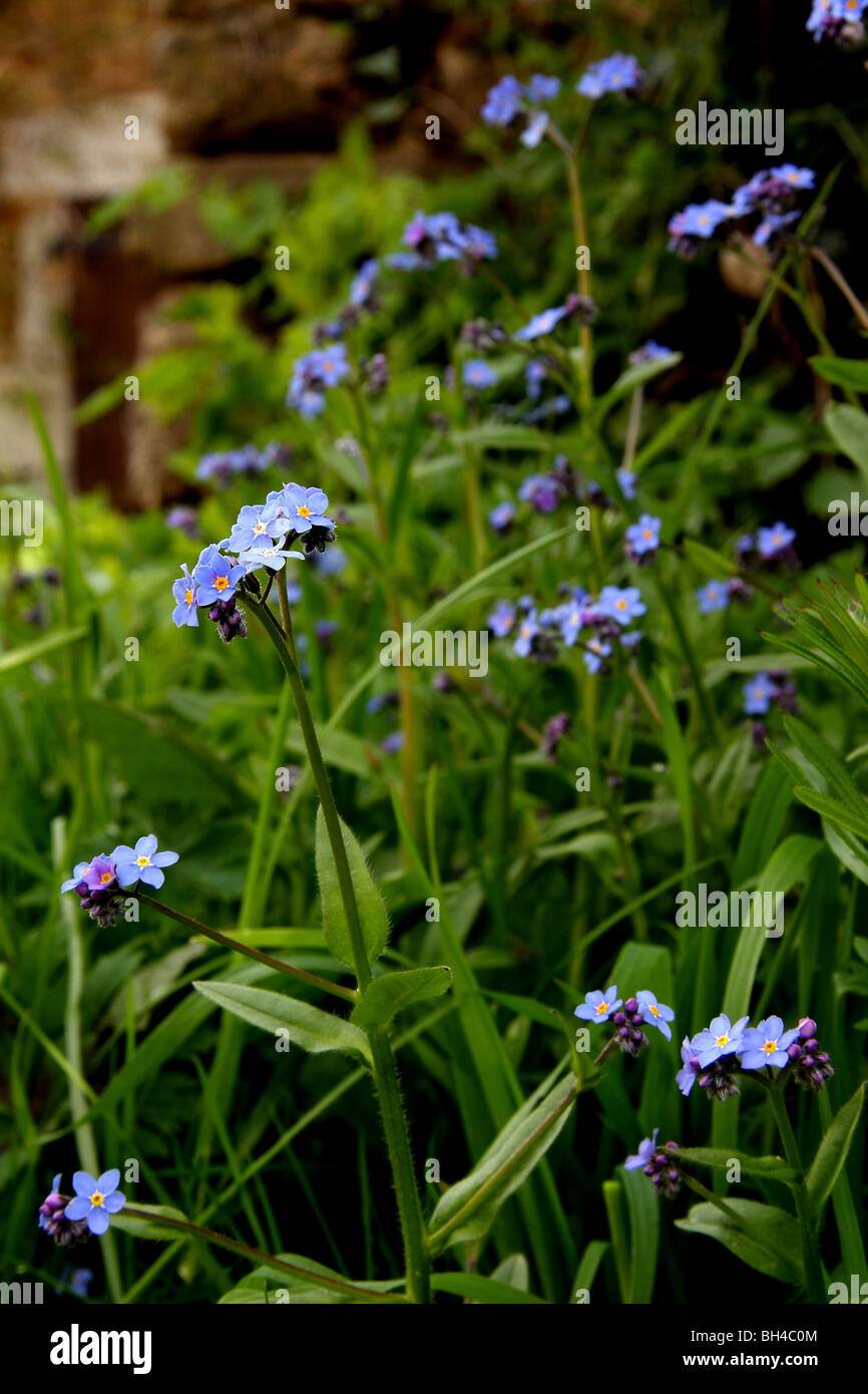 Gemeinsamen Vergissmeinnicht Blumen (Myosotis Sylvatica) vor einem alten Gebäude aus Stein. Stockfoto