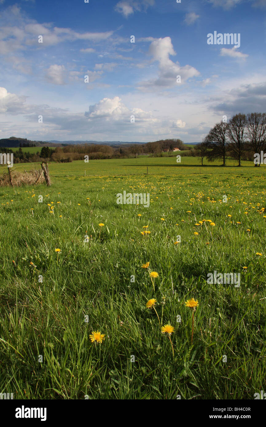 Blick über Felder im Frühling mit einer Bedeckung von Löwenzahn Blumen. Stockfoto