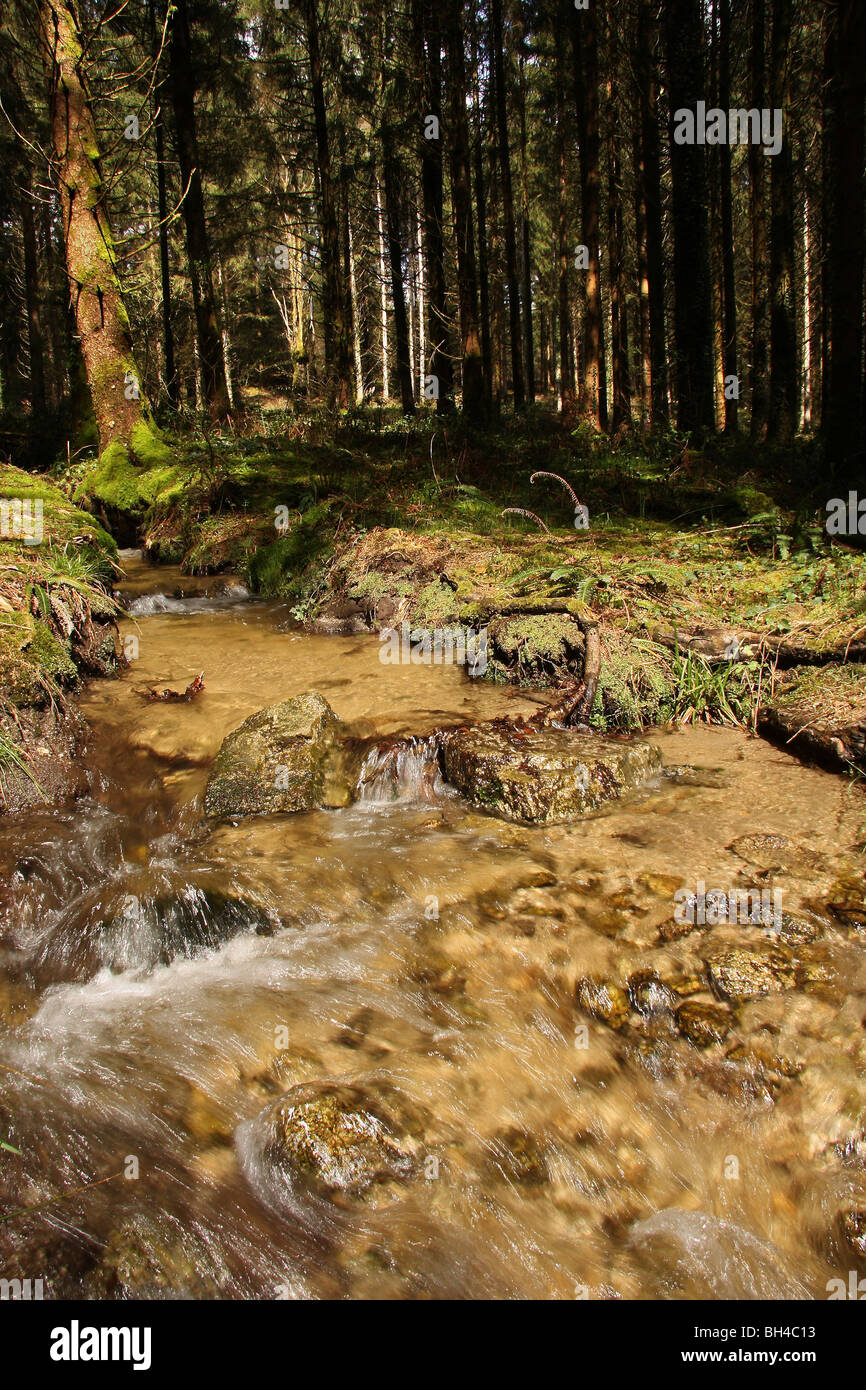 Ein schnell fließender Strom läuft durch den Wald. Stockfoto