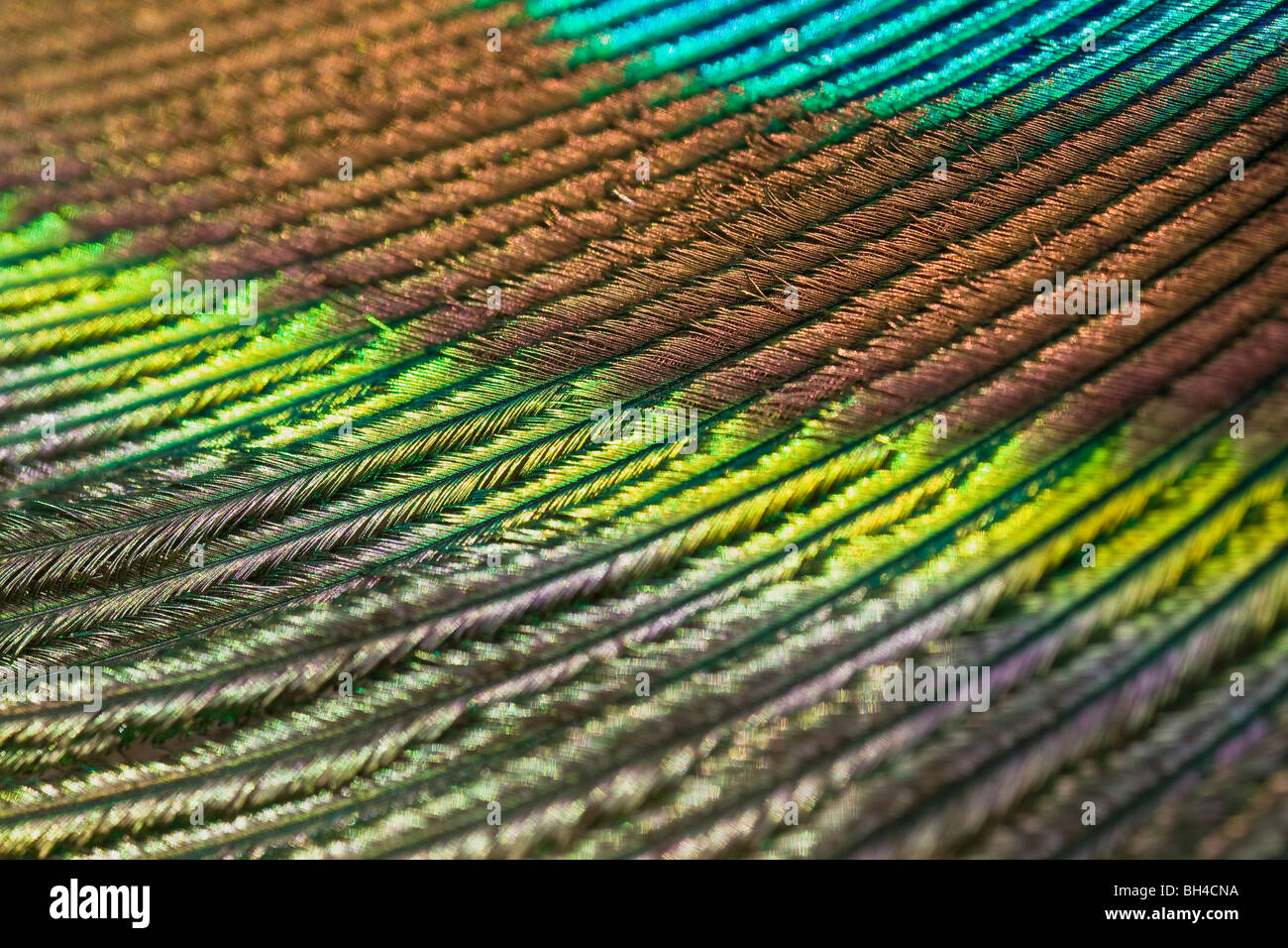Eine Makro-Komposition aus gemischten farbig Pfauenfeder. Stockfoto