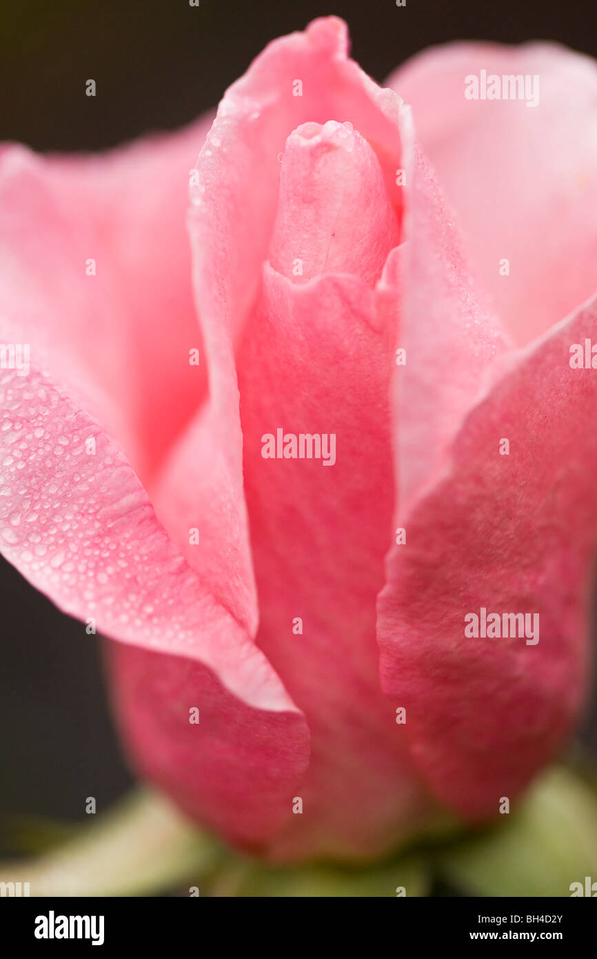 Rosa Rose am Morgen im Royal Botanic Garden Edinburgh. Stockfoto