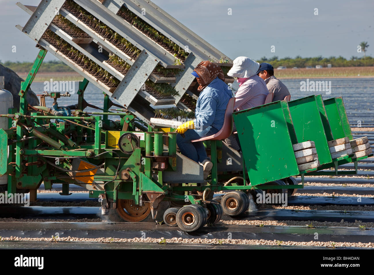 Bohnen, Arbeitsmigranten, Südflorida Landwirtschaft Kommissionierung Stockfoto