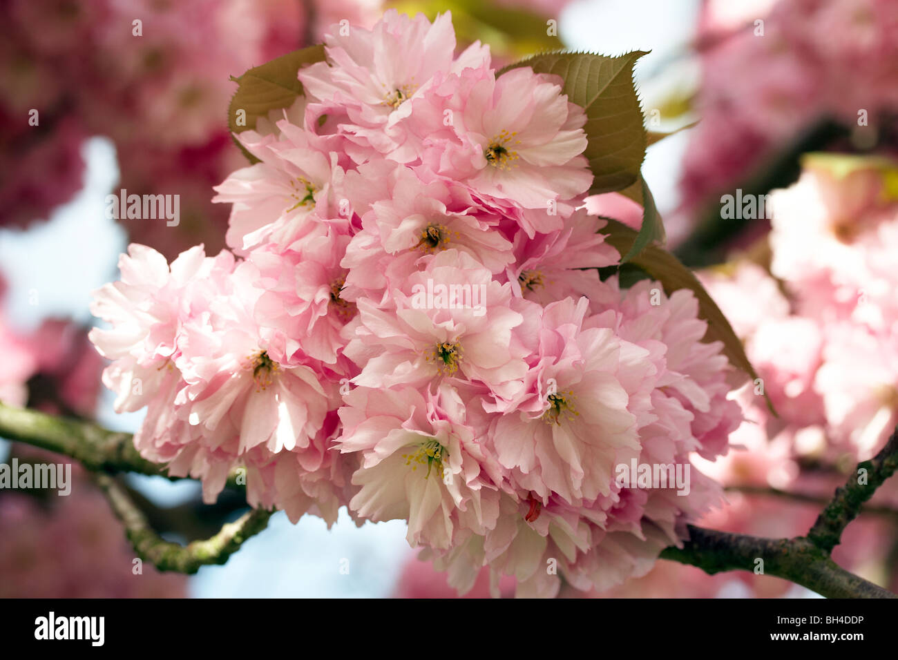 Kirschblüte im Frühling Stockfoto