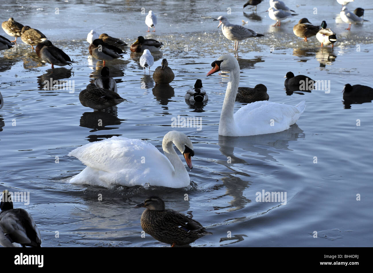 Schwäne füttern im gefrorenen Teich Stockfoto