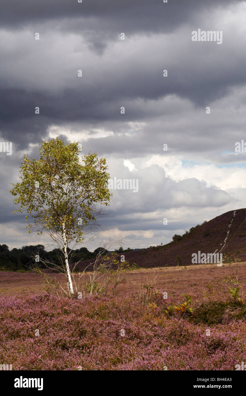 Birke (Betula Pendel) stehen unter dem Heidekraut Dorset Heide im Sommer. Stockfoto