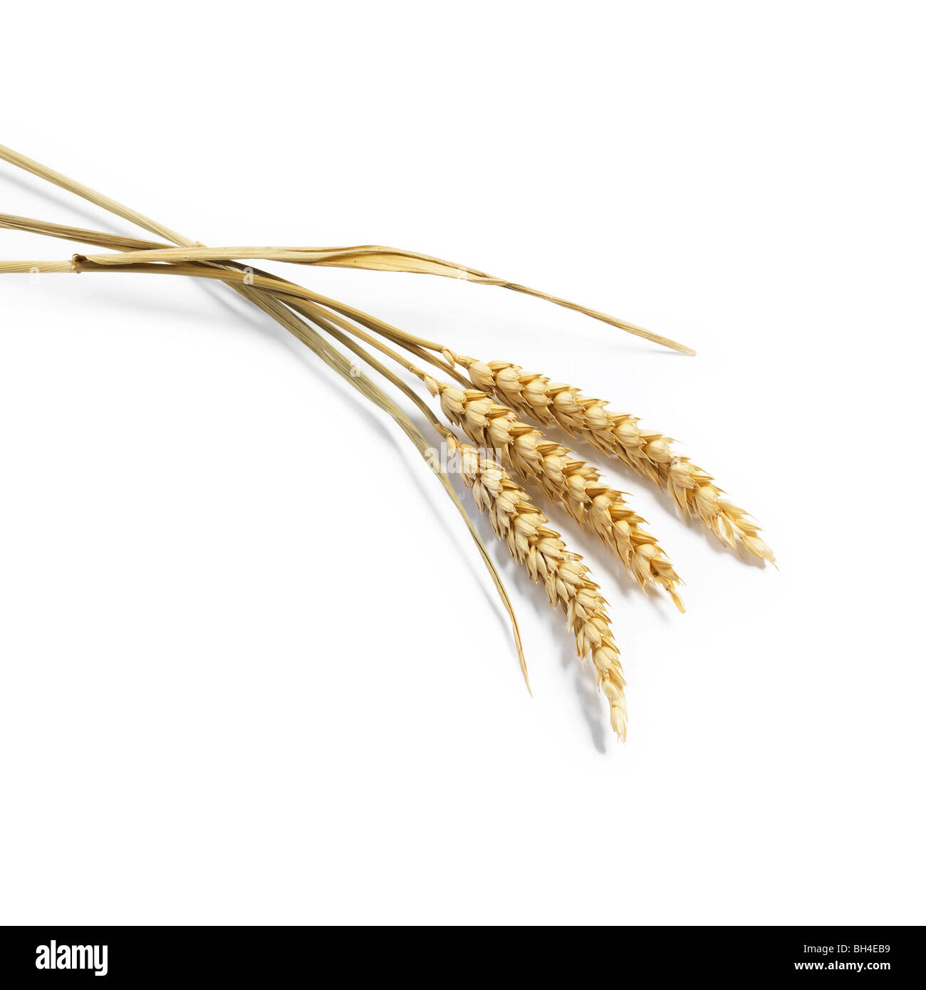 Weizen auf weißem Hintergrund Stockfoto