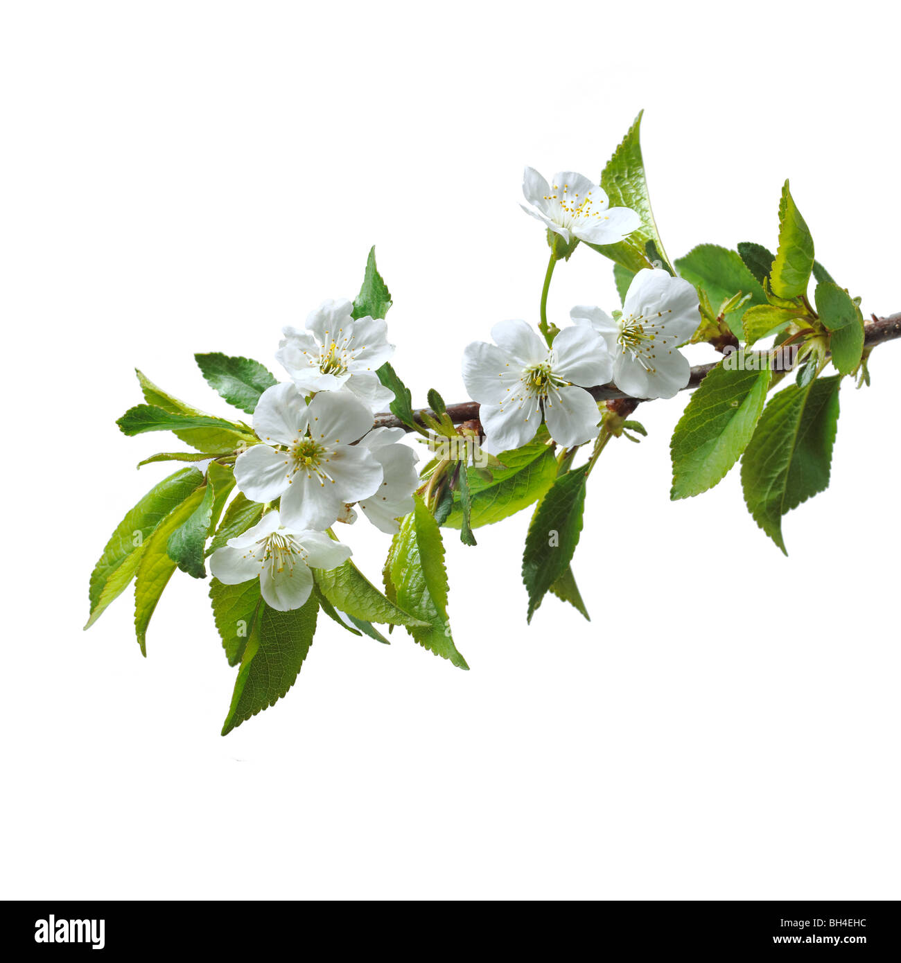 Kirschblüten auf weißem Hintergrund Stockfoto