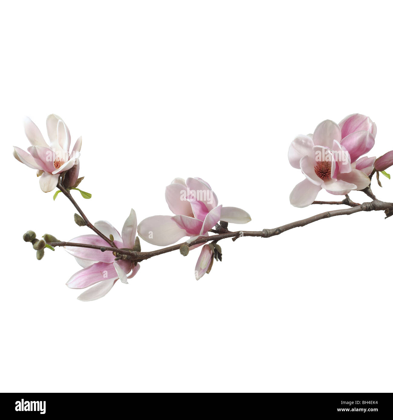 Magnolienblüten auf weißem Hintergrund Stockfoto