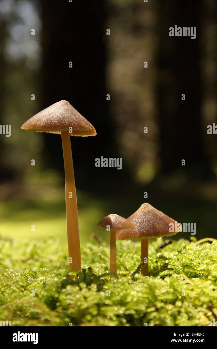 Drei kleine Pilze wachsen in den Wäldern in Limousin. Stockfoto