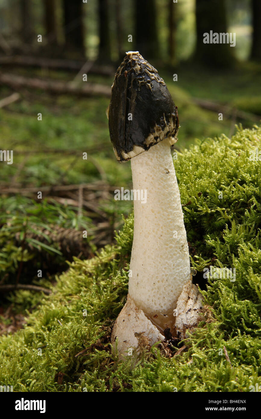 Stinkmorchel Pilze (Phallus Impudicus) wächst im Wald auf einem Bett aus Moos. Stockfoto