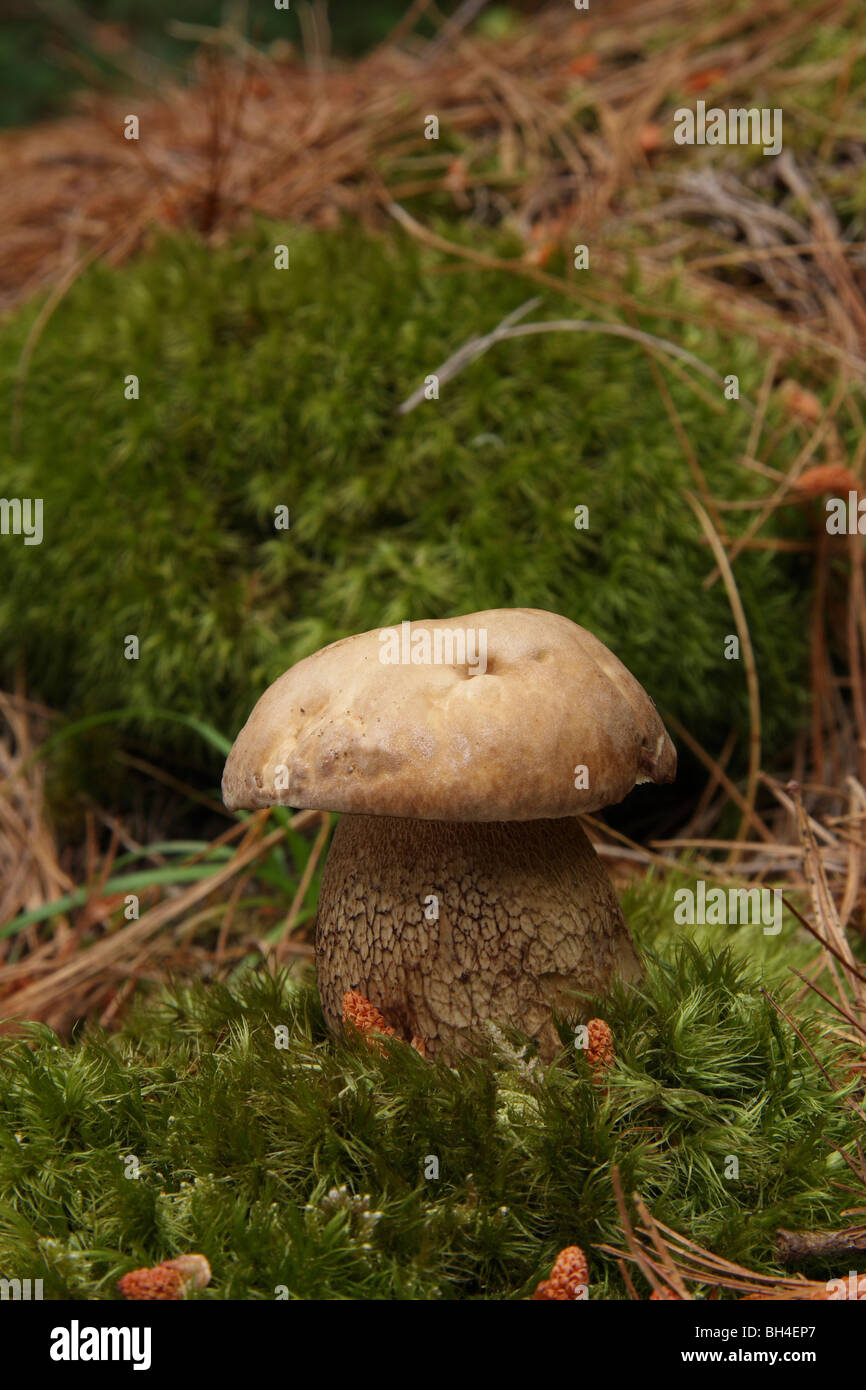 CEP oder Penny Bun Pilze (Boletus Edulis) im Moos im Wald umgeben von Tannennadeln wachsen. Stockfoto