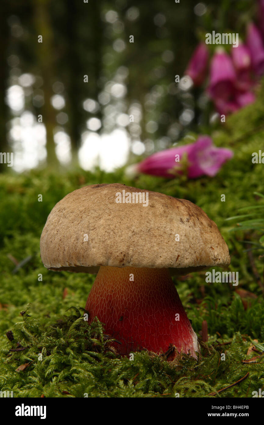 Bunte Boletus Calopus Pilze wachsen durch Moos im Wald mit Fingerhut im Hintergrund. Stockfoto