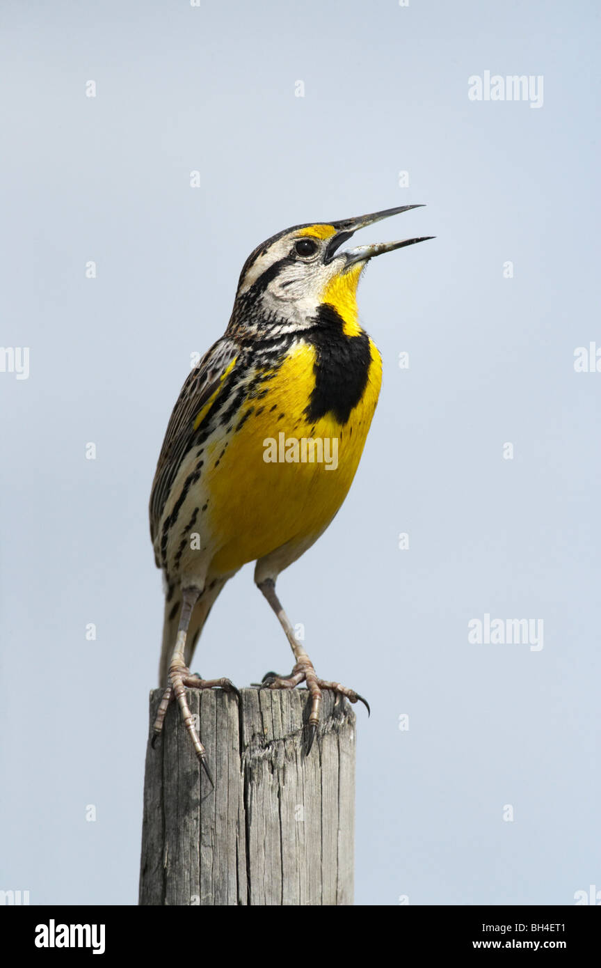 Östlichen Meadowlark (Sturnella Magna) singen auf Post. Stockfoto