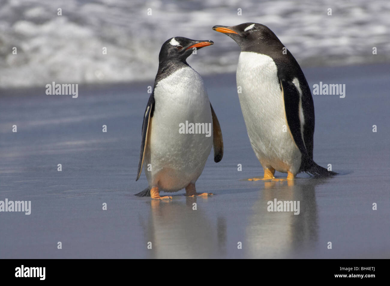 Paar von Gentoo Pinguine (Pygoscelis Papua) am Strand von Sea Lion Island. Stockfoto