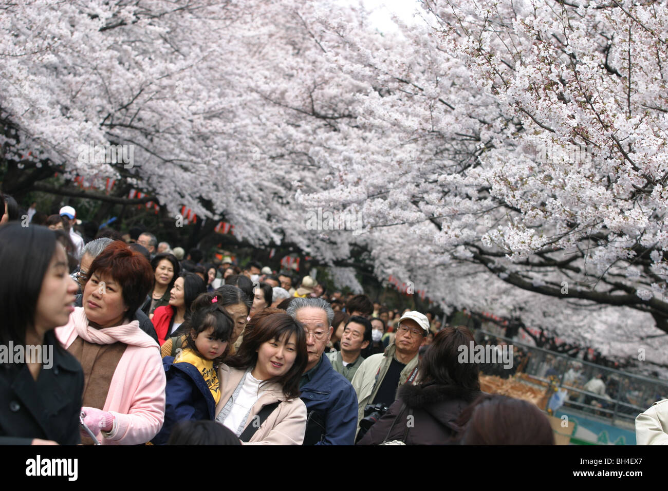 Kirschbaum anzeigen Saison im Ueno-Park, Tokio, Japan, 2006. Stockfoto