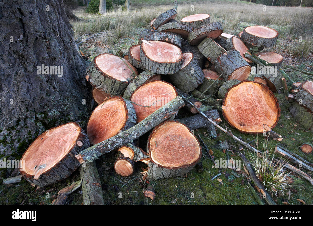 Gefällte Bäume im New Forest National Park im Frühjahr. Stockfoto