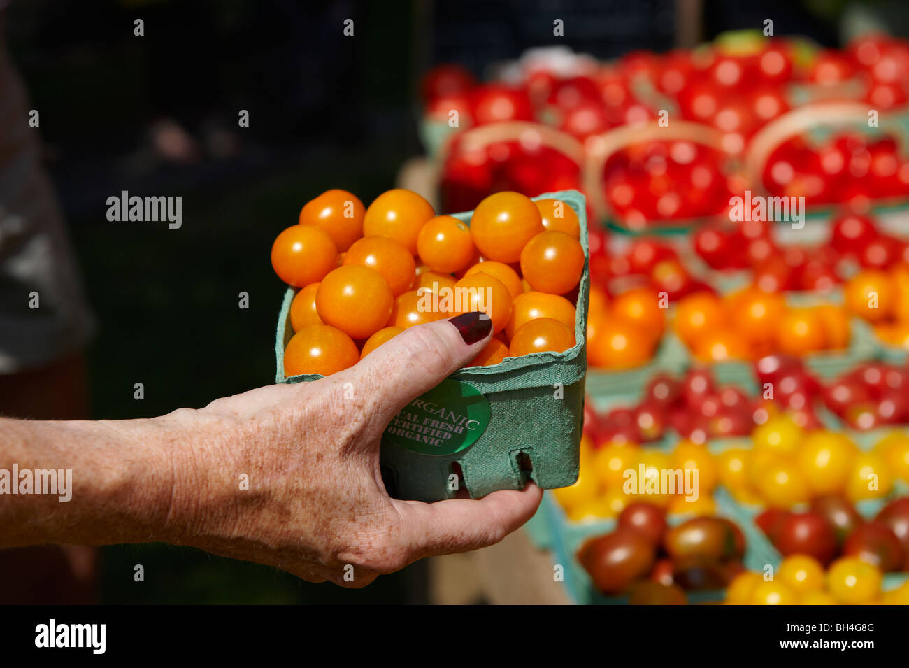Hand mit Pint Cherry-Tomaten, Riverdale Farmer Market, Toronto, Ontario Stockfoto