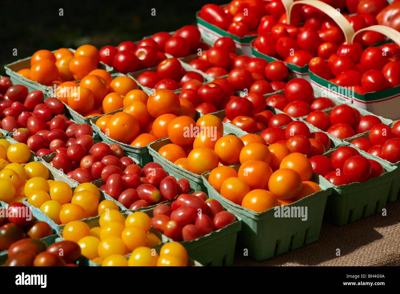 Verschiedene Arten von frischen Tomaten, Riverdale Farmer Market, Toronto, Ontario Stockfoto