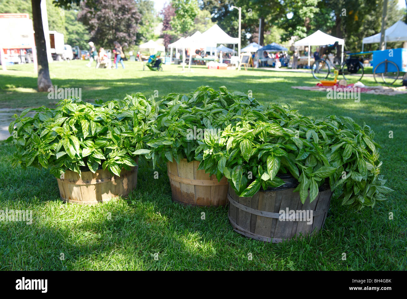 Scheffel von frischem Basilikum, Riverdale Farmer Market, Toronto, Ontario Stockfoto