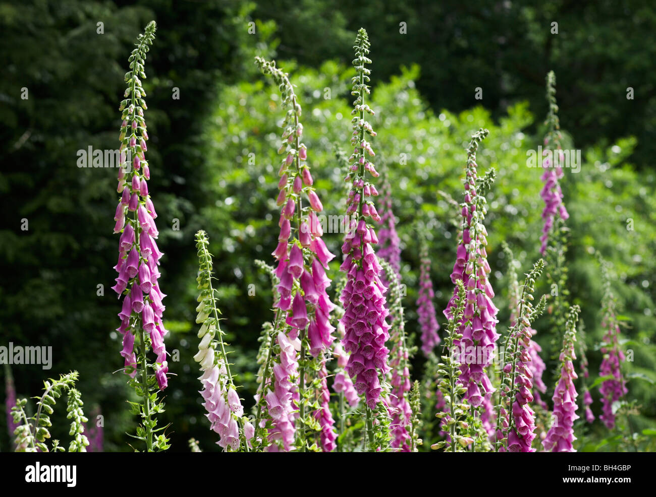 Fingerhut (Digitalis Purpurea) im Sommer wild wächst. Stockfoto