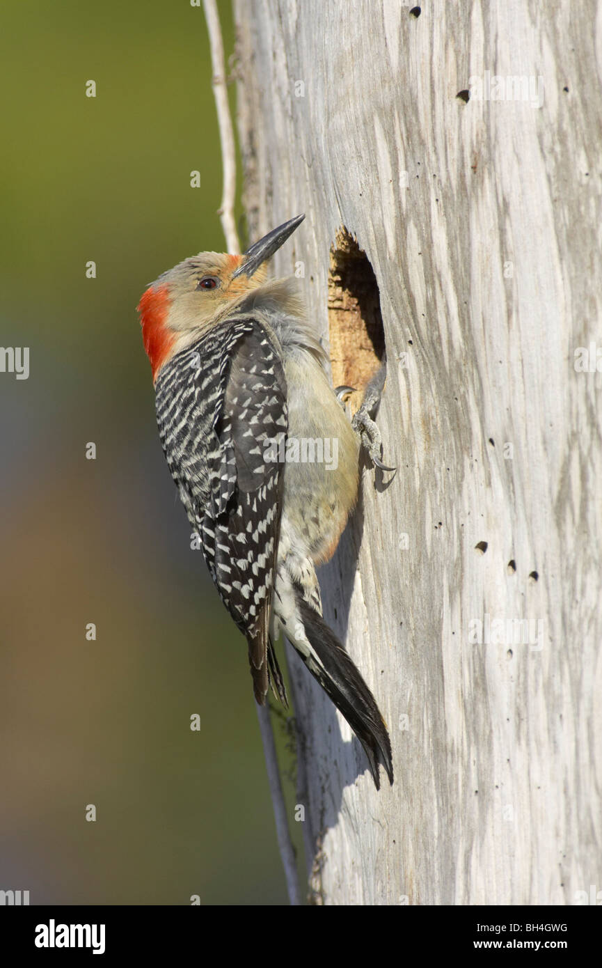 Weibliche Rotbauch-Specht (Melanerpes Carolinus) außerhalb Nest Loch an Venedig Rookery. Stockfoto