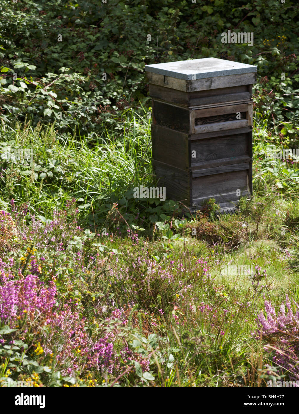 Bienenstock auf Dorset Heide inmitten von Heidekraut und Ginster. Stockfoto