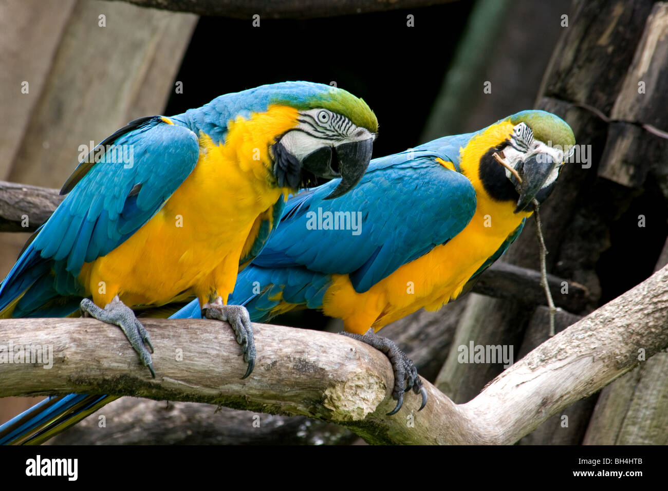 Nahaufnahme eines Paares aus blauem und gelbem Ara, das auf einem trockenen Ast thront Stockfoto