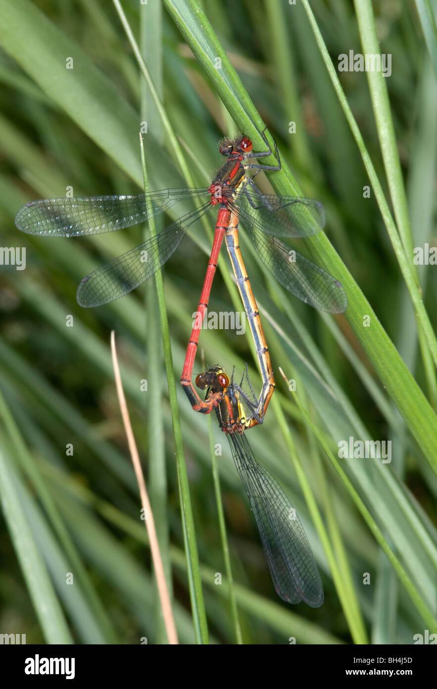 Nahaufnahme der Paarung zweier großer Rote Libellen (Pyrrhosoma Nymphula) lange Gras in der Nähe der Küste. Stockfoto