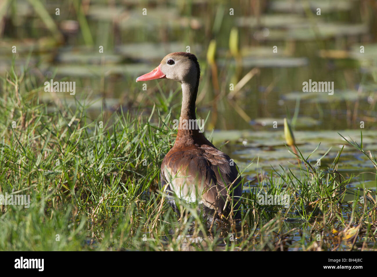 Schwarzbäuchigen Pfeifen Ente (Dendrocygna Autumnalis) in der Vegetation. Stockfoto